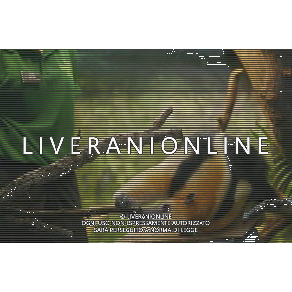 Tammy the tree anteater is tempted to the scales by the lure of food as zookeepers carry out the annual animals\' weigh-in at London Zoo. Photo date: Thursday August 25, 2011. Every year the keepers at London Zoo spend hours recording the heights and weights of over 750 different species including lions, tigers, penguins and snakes.