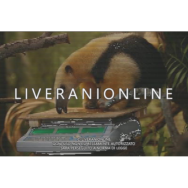 Tammy the tree anteater is tempted to the scales by the lure of food as zookeepers carry out the annual animals\' weigh-in at London Zoo. Photo date: Thursday August 25, 2011. Every year the keepers at London Zoo spend hours recording the heights and weights of over 750 different species including lions, tigers, penguins and snakes.