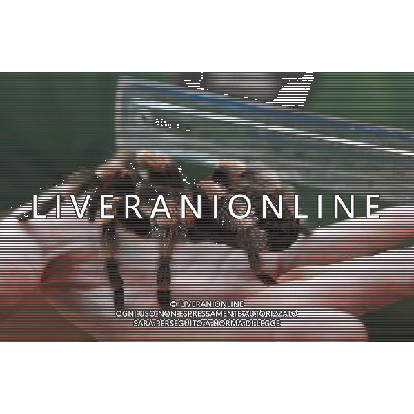 Jacqueline, a Mexican red-kneed tarantula, is measured by her zookeeper Jeff Lambert, as he helps in carrying out the annual animals\' weigh-in at London Zoo. Photo date: Thursday August 25, 2011. Every year the keepers at London Zoo spend hours recording the heights and weights of over 750 different species including lions, tigers, penguins and snakes. Photo credit: Johnny Green