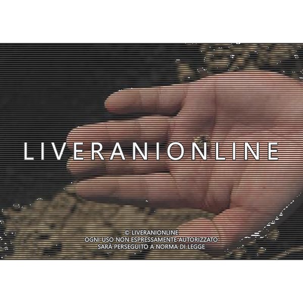 (110908) -- TIANLIN, Sept. 8, 2011 () -- Photo taken on Sept. 7, 2011 shows a withered corn seed in a farmer\'s hand in Pingman Village of Tianlin County, south China\'s Guangxi Zhuang Autonomous Region. A total of 190,000 mu (about 12,667 hectares) of crops here have been affected by a serious drought, with 25,000 mu (about 1,667 hectares) totally fruitless. The drought has affected several counties as the average precipitation from July 1 to the end of August has fallen by 50 percent year on year to 228 millimeters, the least since 1951. (/Zhou Hua) (lfj)