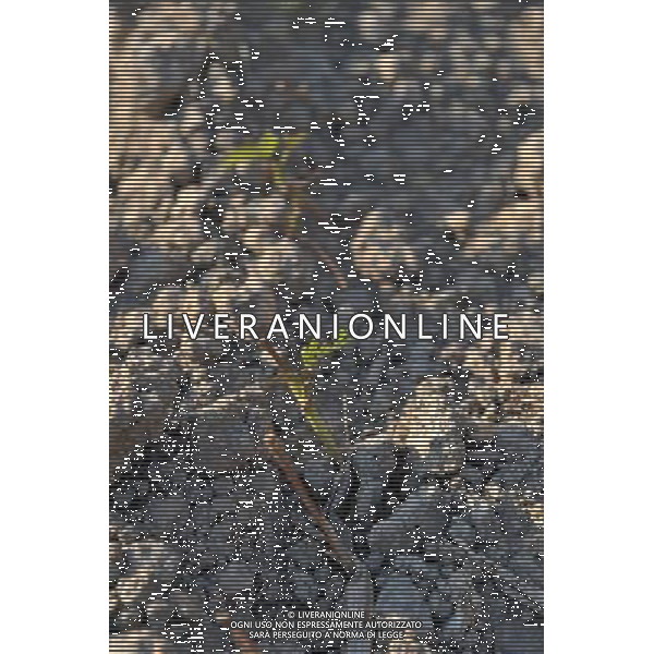 (110908) -- TIANLIN, Sept. 8, 2011 () -- Photo taken on Sept. 7, 2011 shows a sprout grows hard in the field in Pingman Village of Tianlin County, south China\'s Guangxi Zhuang Autonomous Region. A total of 190,000 mu (about 12,667 hectares) of crops here have been affected by a serious drought, with 25,000 mu (about 1,667 hectares) totally fruitless. The drought has affected several counties as the average precipitation from July 1 to the end of August has fallen by 50 percent year on year to 228 millimeters, the least since 1951. (/Zhou Hua) (lfj)