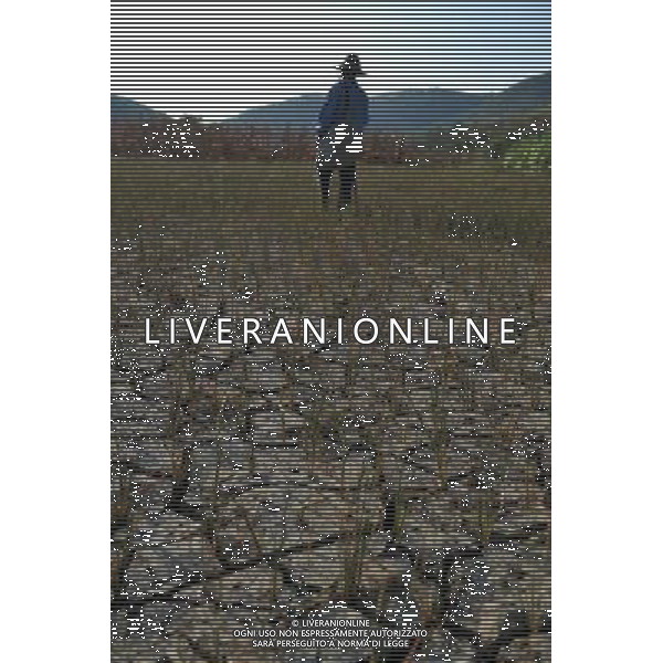 (110908) -- TIANLIN, Sept. 8, 2011 () -- A villager walks on the cracked croplands in Pingman Village of Tianlin County, south China\'s Guangxi Zhuang Autonomous Region, Sept. 7, 2011. A total of 190,000 mu (about 12,667 hectares) of crops here have been affected by a serious drought, with 25,000 mu (about 1,667 hectares) totally fruitless. The drought has affected several counties as the average precipitation from July 1 to the end of August has fallen by 50 percent year on year to 228 millimeters, the least since 1951. (/Zhou Hua) (lfj)