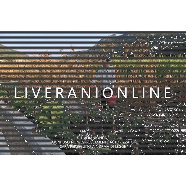 (110908) -- TIANLIN, Sept. 8, 2011 () -- A villager waters croplands in Pingman Village of Tianlin County, south China\'s Guangxi Zhuang Autonomous Region, Sept. 7, 2011. A total of 190,000 mu (about 12,667 hectares) of crops here have been affected by a serious drought, with 25,000 mu (about 1,667 hectares) totally fruitless. The drought has affected several counties as the average precipitation from July 1 to the end of August has fallen by 50 percent year on year to 228 millimeters, the least since 1951. (/Zhou Hua) (lfj)