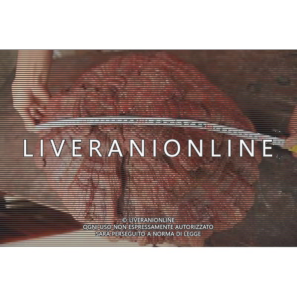 (110914) -- LIUZHOU, Sept. 14, 2011 () -- A villager measures a giant wild lucid ganoderma in Chang\'an Town of Rong\'an County, southwest China\'s Guangxi Zhuang Autonomous Region, Sept. 13, 2011. The lucid ganoderma measures 56 centimeters in diameter and weighs 2.2 kilograms. (/Tan Kaixing) (zmj)