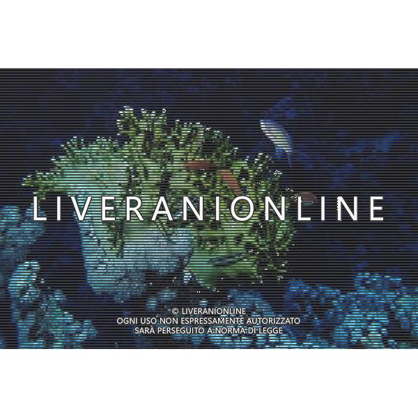 mar rosso nome scientifico: millepora dichotoma corallo di fuoco ph pietro carullo/ag aldo liverani 