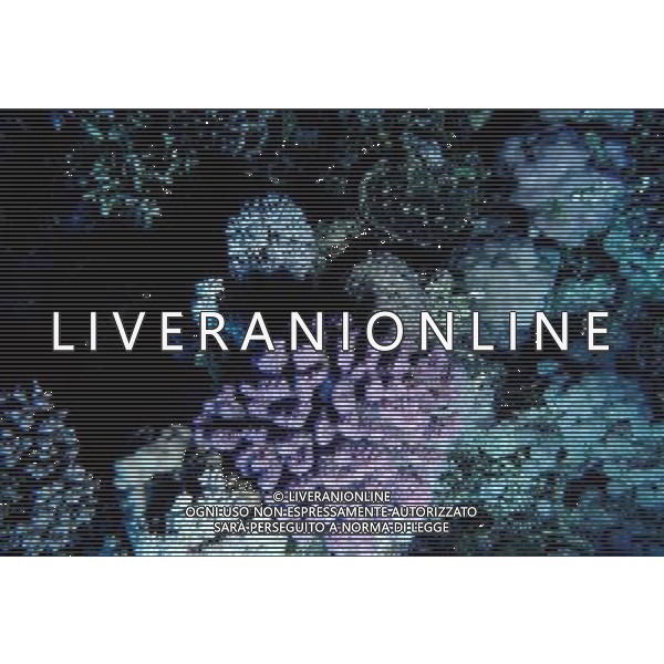 mar rosso nome scientifico: pocillopora damicornis corallo lampone ph pietro carullo/ag aldo liverani 