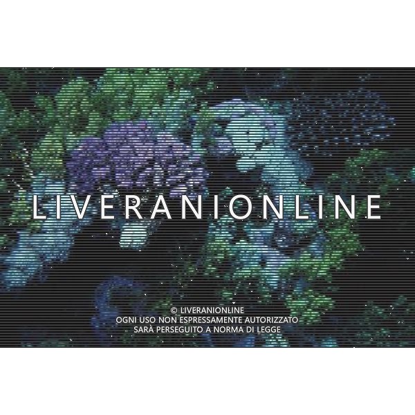 mar rosso nome scientifico: pocillopora damicornis corallo lampone ph pietro carullo/ag aldo liverani 