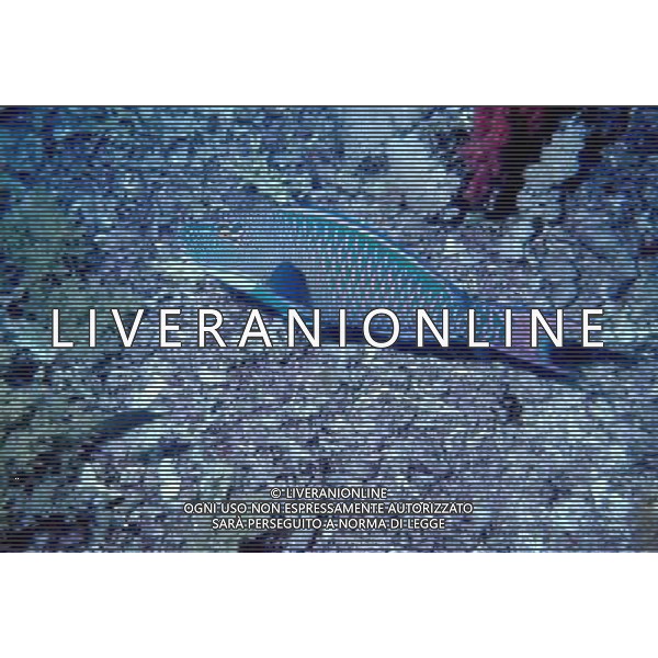 mar rosso nome scientifico: cetoscaurus bicolor pesce pappagallo bicolore ph pietro carullo/ag aldo liverani 