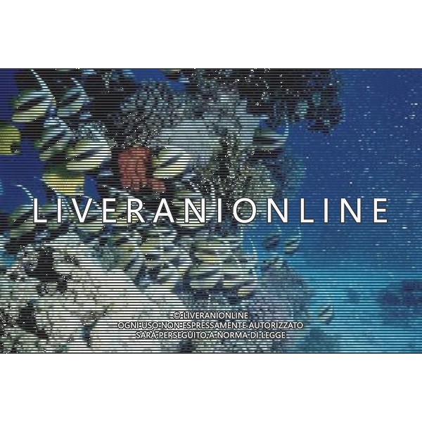 mar rosso nome scientifico: heniochus intermedius pesce bandiera del mar rosso ph pietro carullo/ag aldo liverani 