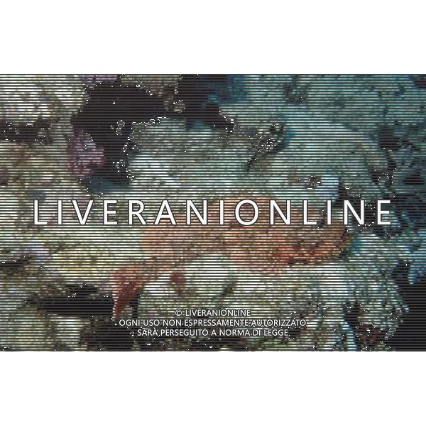 mar rosso nome scientifico: scorpaenopsis oxycephalus pesce scorpione dalla testa piatta ph pietro carullo/ag aldo liverani 