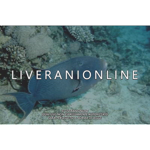 mar rosso nome scientifico:pseudobalestras fuscus pesce balestra blu ph pietro carullo/ag aldo liverani 