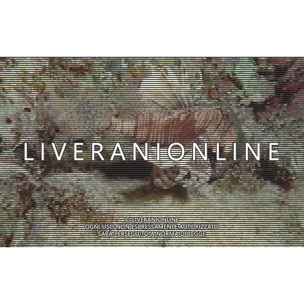 mar rosso nome scientifico:pterois volitans pesce leone comune - Il pesce scorpione o pesce leone o Scorpena volante e\' un pesce d\'acqua salata della famiglia Scorpaenidae ph pietro carullo/ag aldo liverani 