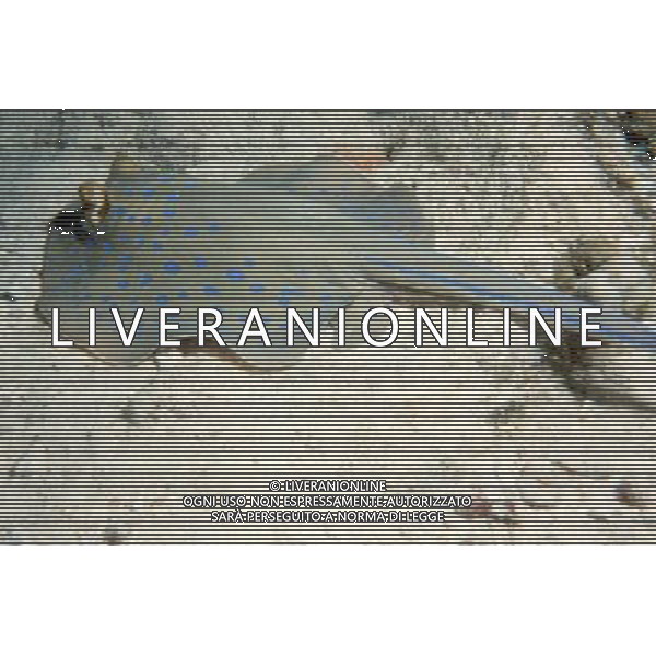 mar rosso nome scientifico: taeniura lymma trigone a macchie blu ph pietro carullo/ag aldo liverani 