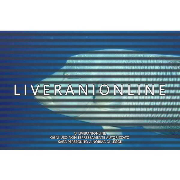 mar rosso nome scientifico:cheilinus undulatus pesce napoleone ph pietro carullo/ag aldo liverani