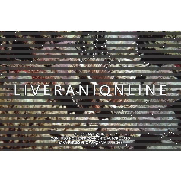 mar rosso nome scientifico:pterois volitans pesce leone comune - Il pesce scorpione o pesce leone o Scorpena volante e\' un pesce d\'acqua salata della famiglia Scorpaenidae ph pietro carullo/ag aldo liverani 