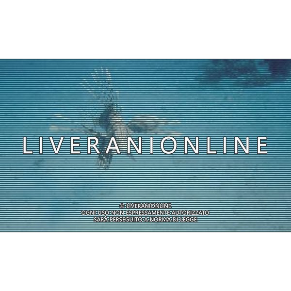 mar rosso nome scientifico:pterois volitans pesce leone comune - Il pesce scorpione o pesce leone o Scorpena volante e\' un pesce d\'acqua salata della famiglia Scorpaenidae ph pietro carullo/ag aldo liverani 