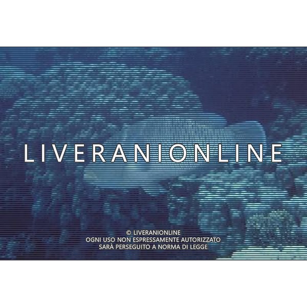 mar rosso nome scientifico:cheilinus undulatus pesce napoleone ph pietro carullo/ag aldo liverani
