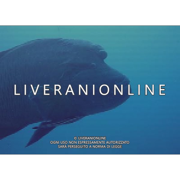 maldive nome scientifico: cheilinus unduatus Pesce napoleone ph pietro carullo/ag aldo liverani