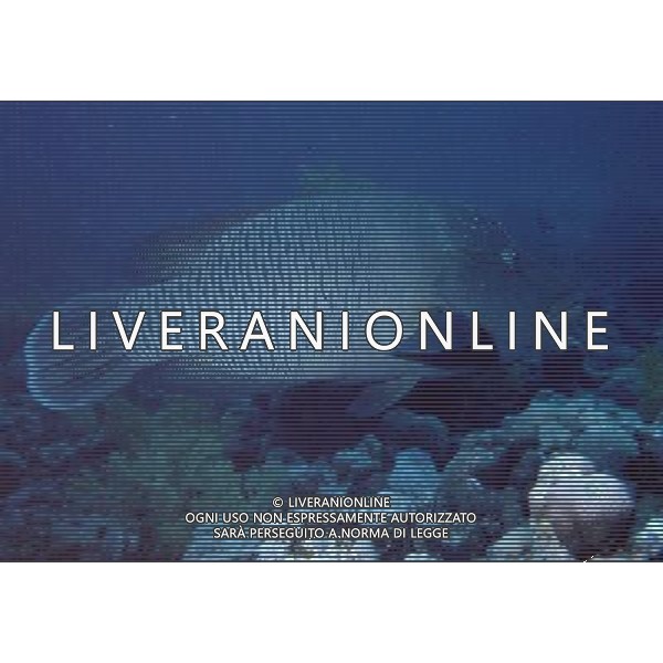 maldive nome scientifico: cheilinus unduatus Pesce napoleone ph pietro carullo/ag aldo liverani