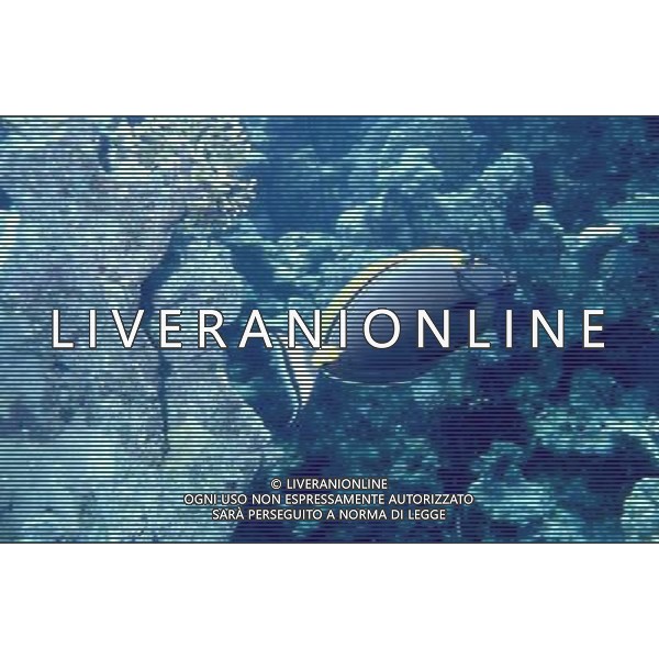 mar rosso nome scientifico:naso lituratus pesce unicorno arancione ph pietro carullo/ag aldo liverani