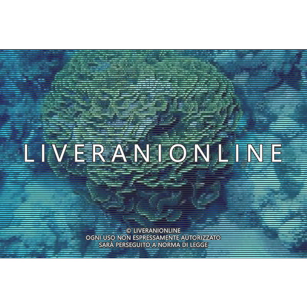 mar rosso nome scientifico:turbinaria mesenterina corallo ondulato giallo ph pietro carullo/ag aldo liverani
