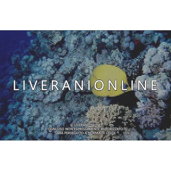 mar rosso nome scientifico: chaetodon semilarvatus pesce farfalla mascherato ph pietro carullo/ag aldo liverani