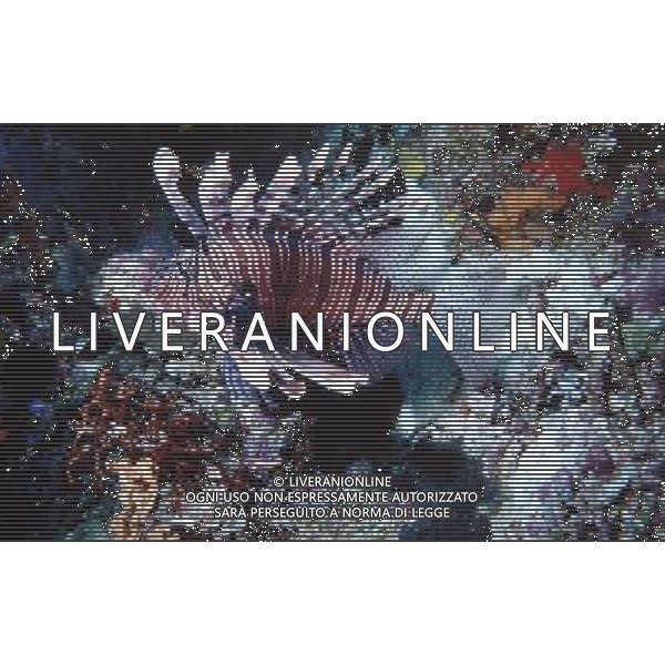 maldive nome scientifico: pterois volitans pesce leone comune - Il pesce scorpione o pesce leone o Scorpena volante e\' un pesce d\'acqua salata della famiglia Scorpaenidae ph pietro carullo/ag aldo liverani
