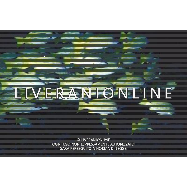 maldive nome scientifico:lutjanus kasmira azzannatore striato blu ph pietro carullo/ag aldo liverani