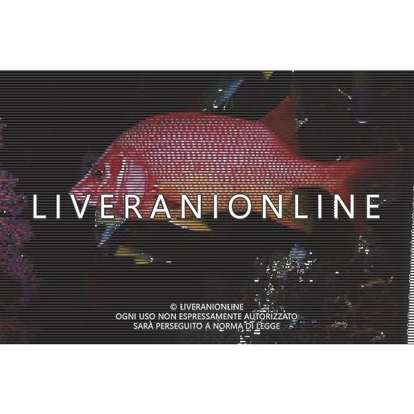 maldive nome scientifico:sargocentron spiniferum pesce scoiattolo gigante ph pietro carullo/ag aldo liverani