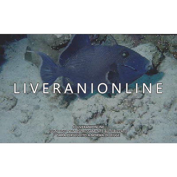 mar rosso nome scientifico:pseudobalestras fuscus pesce balestra blu ph pietro carullo/ag aldo liverani 