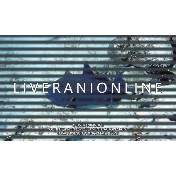 mar rosso nome scientifico:pseudobalestras fuscus pesce balestra blu ph pietro carullo/ag aldo liverani 