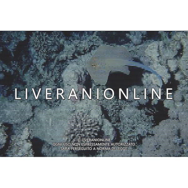 mar rosso nome scientifico: taeniura lymma trigone a macchie blu ph pietro carullo/ag aldo liverani 