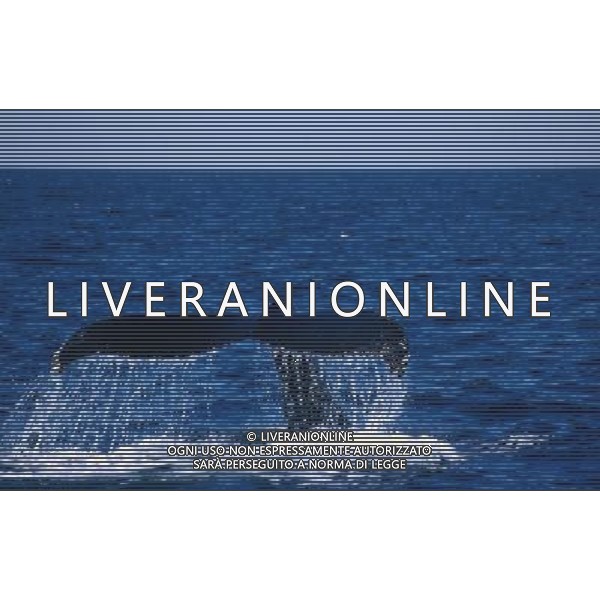 ANIMALI nella foto: PESCI BALENA ALDO LIVERANI