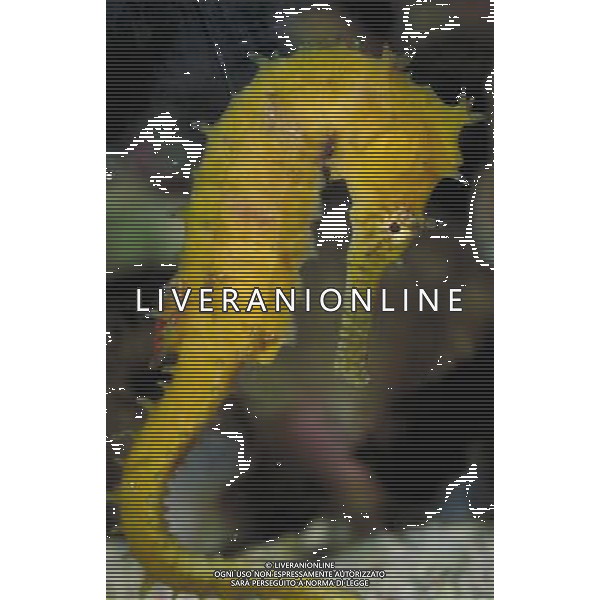 ANIMALI nella foto: PESCI CAVALLUCCIO MARINO ALDO LIVERANI