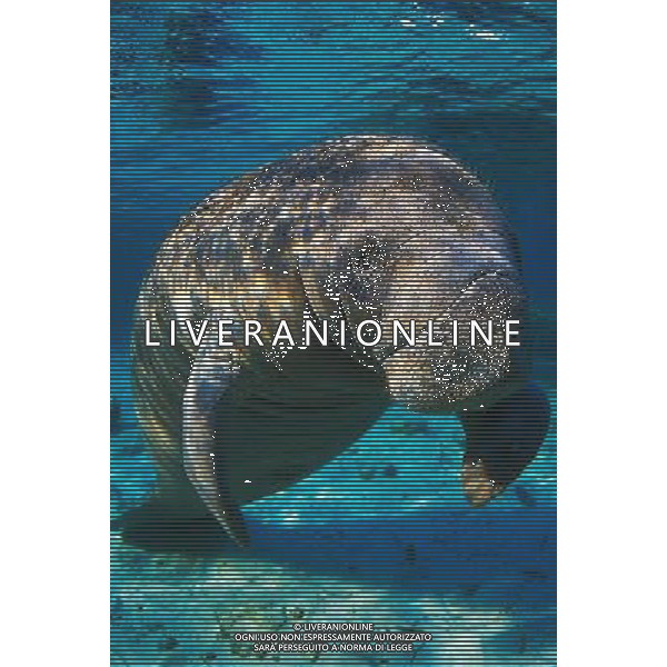 ANIMALI nella foto: PESCI ELEFANTE MARINO ALDO LIVERANI