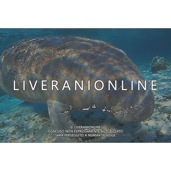 ANIMALI nella foto: PESCI ELEFANTE MARINO ALDO LIVERANI