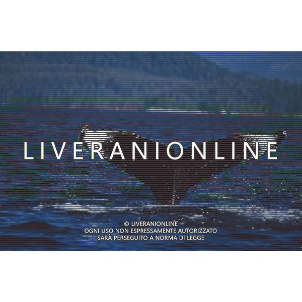 ANIMALI nella foto: PESCI ORCA ALDO LIVERANI