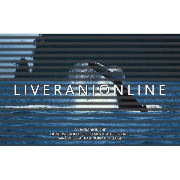 ANIMALI nella foto: PESCI ORCA ALDO LIVERANI
