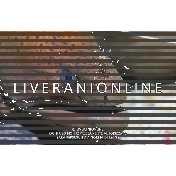 ANIMALI nella foto: PESCI MURENA ALDO LIVERANI