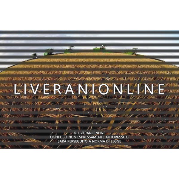 HARBIN, 3 OTTOBRE 2011 () Un coltivatore di riso raccolti in una fattoria nella provincia di Heilongjiang nord-est della Cina, il 24 settembre, 2011. Provincia di Heilongjiang si prevede di raggiungere raccolti abbondanti di 57,5 *** Local Caption *** .