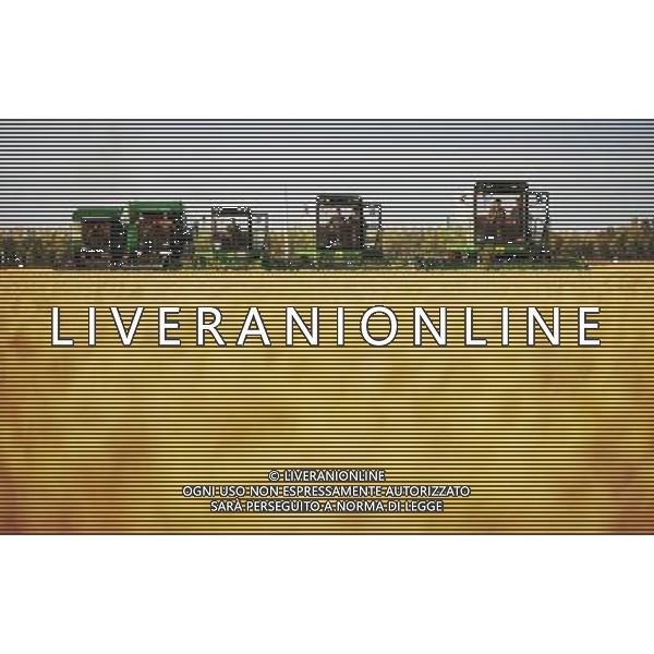 HARBIN, 3 OTTOBRE 2011 () Un coltivatore di riso raccolti in una fattoria nella provincia di Heilongjiang nord-est della Cina, il 24 settembre, 2011. Provincia di Heilongjiang si prevede di raggiungere raccolti abbondanti di 57,5 *** Local Caption *** .