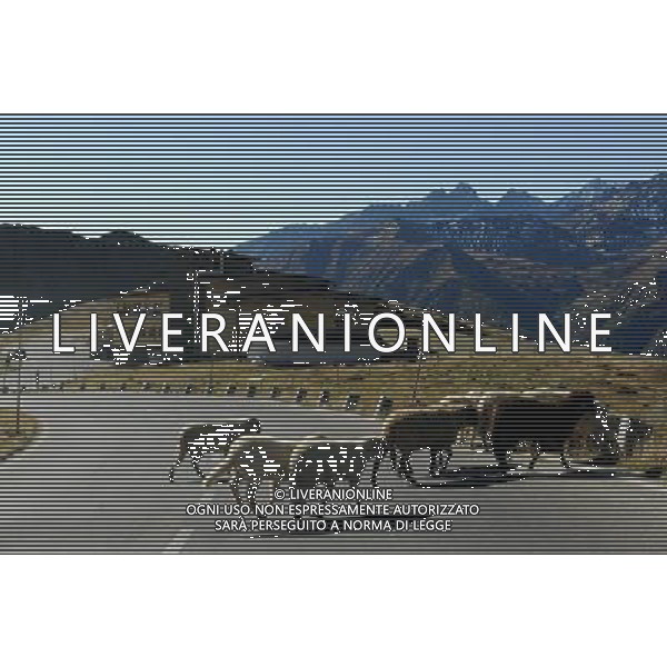 (111004) -- VIENNA, Oct. 4, 2011 () -- A flock of goats walk across the Grossglockner High Alpine Road in Western Austria Oct. 3, 2011. Drivers and cyclists can enjoy a view of Austria\'s highest mountain, the Grossglockner and its glacier, the Pasterze, on 48 kilometers of high alpine road with 36 bends and an altitude ascent to 2,504 meters. (/Xu Liang) (nxl) AG ALDO LIVERANI S A S ONLY ITALY