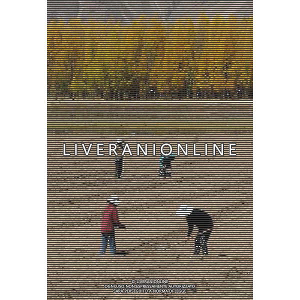 (111013) LHASA, Oct. 13, 2011 () People sow in a field in Deqing Village, Dagze County, southwest China\'s Tibet Autonomous Region, Oct. 13, 2011. Farmers in the valley of Yarlung Zangbo River began their autumn sowing recently. (/Wen Tao) (ly)