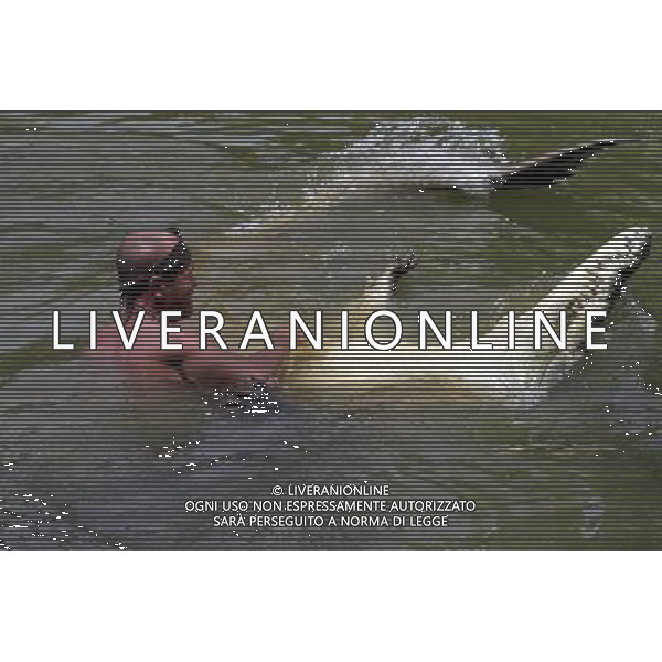 Siquirres - Gilberto Shedden, anche conosciuto come Tarzan Tico,in acqua con un piccolo \'Pocho\' coccodrillo, in uno stagno in Siquirres ©photoshot/AG ALDO LIVERANI SAS ITALY ONLY
