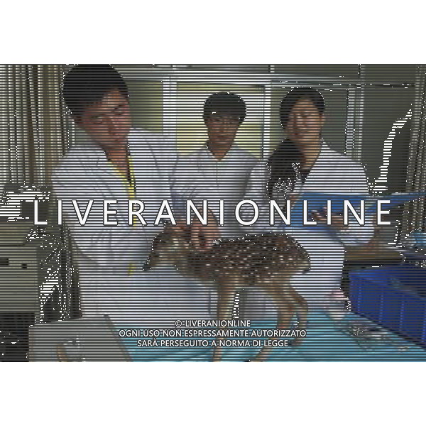 WEIHAI, 26 ottobre 2011 () - Veterinari visitano il cucciolo di cervo Sika nel National Forest Park Liugongdao a Weihai, Cina orientale di Shandong Province, ©LMM/photoshot/AG ALDO LIVERANI SAS - ITALY ONLY 