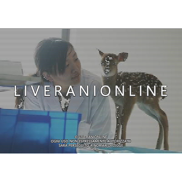 WEIHAI, 26 ottobre 2011 () - Veterinari visitano il cucciolo di cervo Sika nel National Forest Park Liugongdao a Weihai, Cina orientale di Shandong Province, ©LMM/photoshot/AG ALDO LIVERANI SAS - ITALY ONLY 