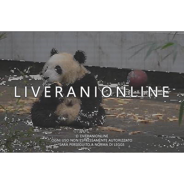 (111118) -- YA\'AN, Nov. 18, 2011 () -- A panda cub eats bamboo in Panda Cubs Kindergarten in Ya\'an, southwest China\'s Sichuan Province, Nov. 17, 2011. The Panda Cubs Kindergarten of Bifengxia Base of China Giant Panda Protection and Research Center raised more than 10 panda cubs.(/Li Qiaoqiao) (zkr) - Xinhua/Photoshot - Ag. Aldo Liverani sas ITALY ONLY YA\'AN ( CINA) - ALCUNI CUCCIOLI DI PANDA SI DIVERTONO IN UN \' ASILO\'