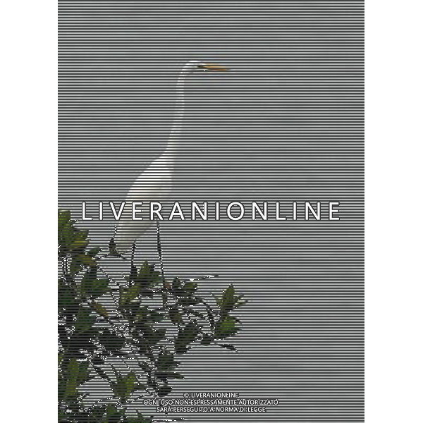 (111125) -- SANYA, Nov. 25, 2011 () -- Photo taken on Nov. 25, 2011 shows an egret in Sanya, south China\'s Hainan Province. Many egrets have immigrated here to spend winter. (/Hou Jiansen) (lfj) - Xinhua/Photoshot - Ag. Aldo Liverani sas ITALY ONLY CINA : AIRONI-AIRONE MIGRAZIONE IN CINA PER L\'INVERNO