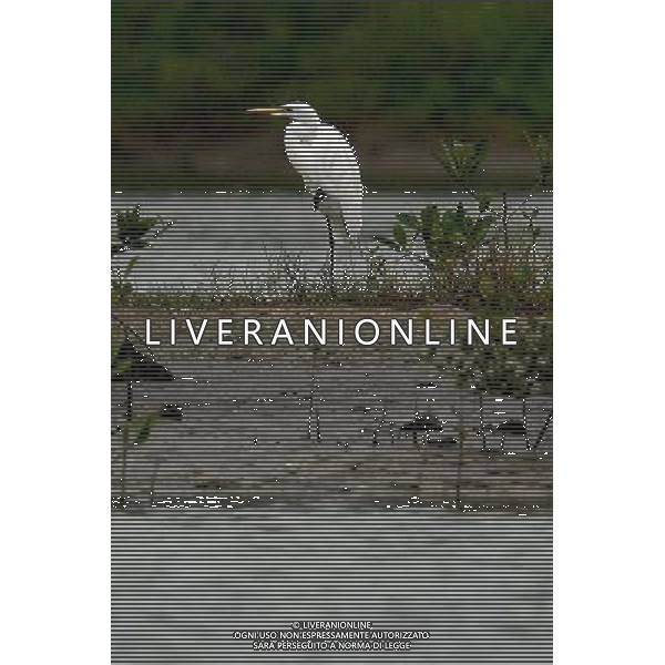 (111125) -- SANYA, Nov. 25, 2011 () -- Photo taken on Nov. 25, 2011 shows an egret in Sanya, south China\'s Hainan Province. Many egrets have immigrated here to spend winter. (/Hou Jiansen) (lfj) - Xinhua/Photoshot - Ag. Aldo Liverani sas ITALY ONLY CINA : AIRONI-AIRONE MIGRAZIONE IN CINA PER L\'INVERNO