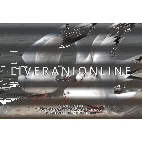 (111125) -- KUNMING, Nov. 25, 2011 () -- Black-headed gulls scramble for food on the Haigeng Bank in Kunming City, capital of southwest China\'s Yunnan Province, Nov. 25, 2011. Tens of thousands of black-headed gulls have immigrated here from Siberia to spend winter and the number is expected to reach 30,000 by the end of December. (/Qin Qing) (lfj) - Xinhua/Photoshot - Ag. Aldo Liverani sas ITALY ONLY GABBIANI